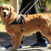 Chó Nhật: Người bạn bốn chân đặc biệt Hojoken